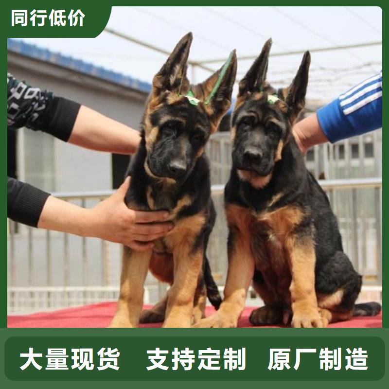 德国牧羊犬马犬品质服务