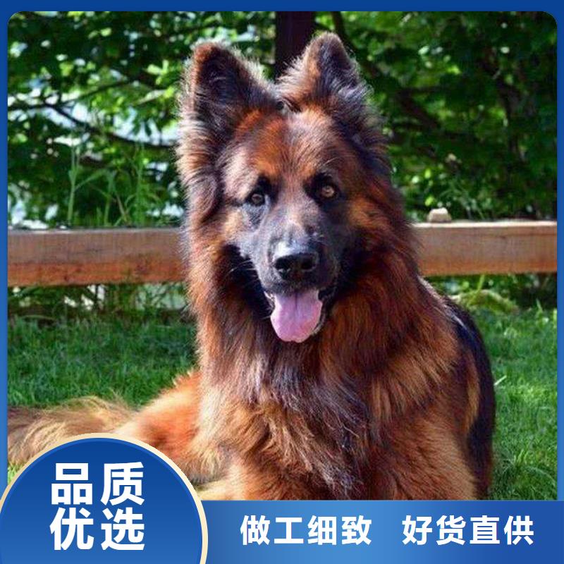 【德国牧羊犬-罗威纳犬今年新款】