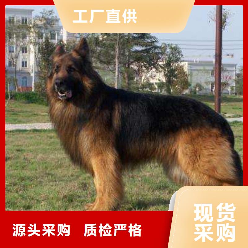 【德国牧羊犬-罗威纳犬今年新款】