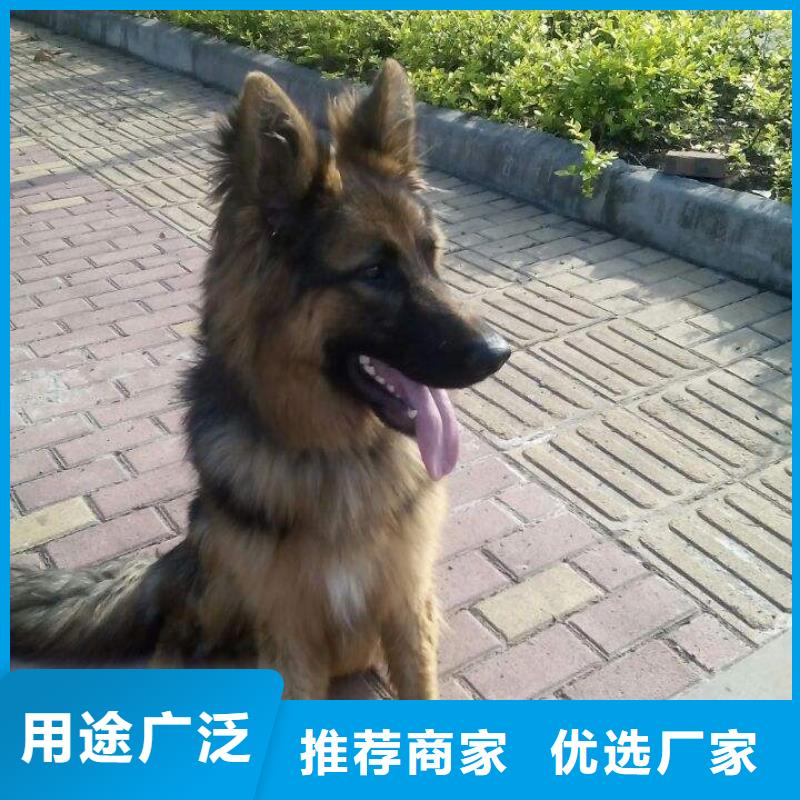 【德国牧羊犬-罗威纳犬今年新款】