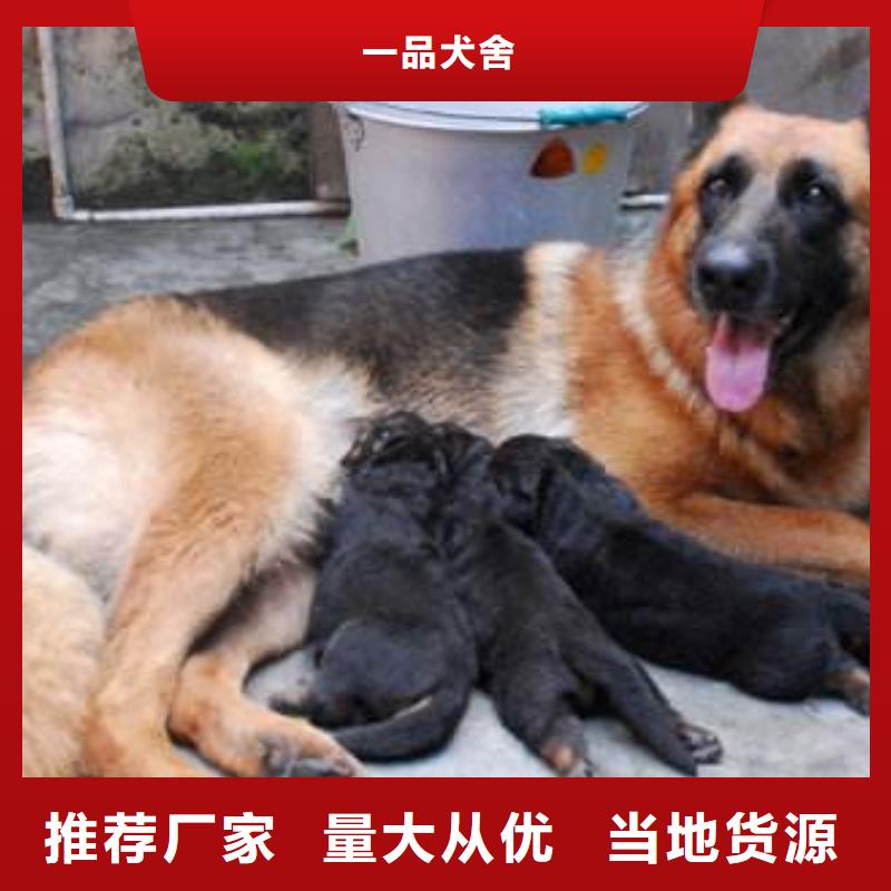 【德国牧羊犬】,德牧犬厂家直销安全放心