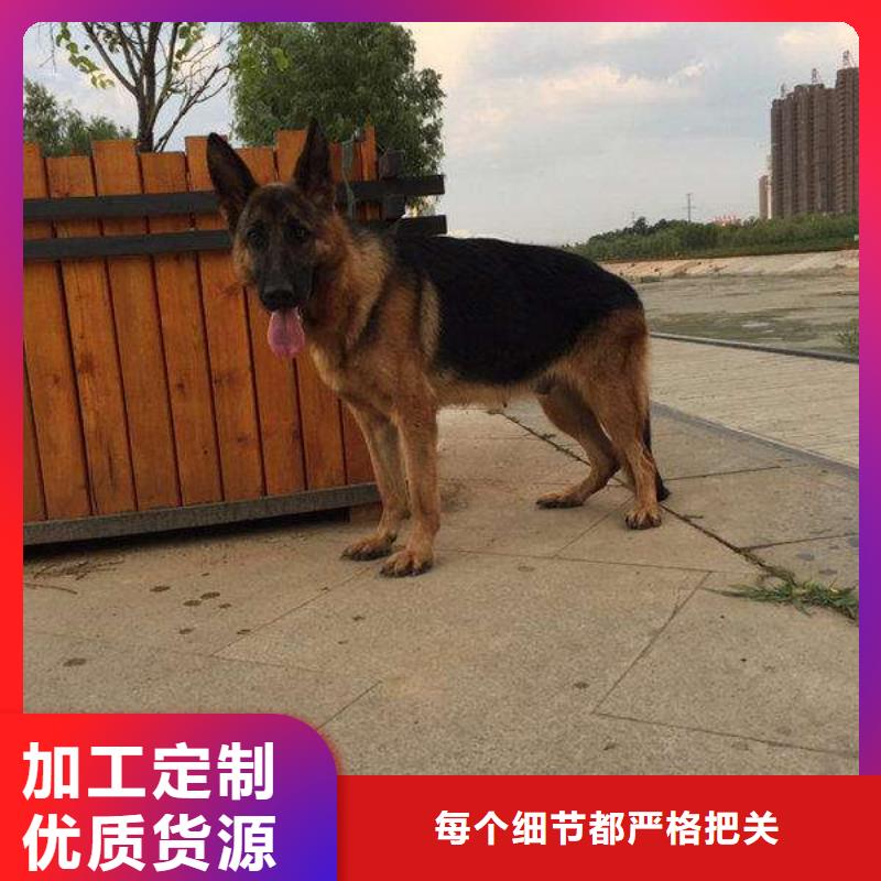 【德国牧羊犬】,德牧犬厂家直销安全放心