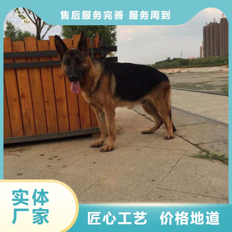 【德国牧羊犬-罗威纳犬今年新款】