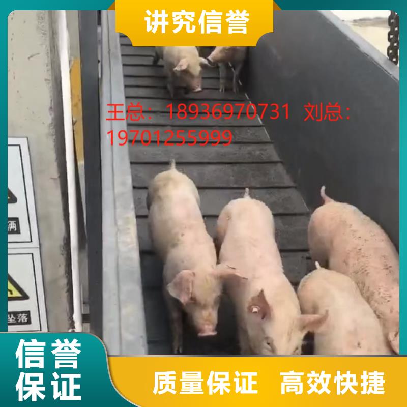 生猪运输知名公司注重质量活禽运输